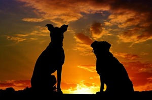 two dogs silhouetted against sunset