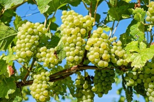 grape bunches hang from a vine